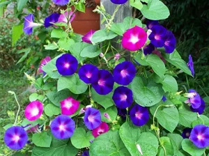 Những cách gọi tên ‘rau muống’ bằng tiếng Anh